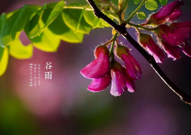 今日谷雨，农谚“清明要明，谷雨要淋”，谷雨下雨有啥说法吗？