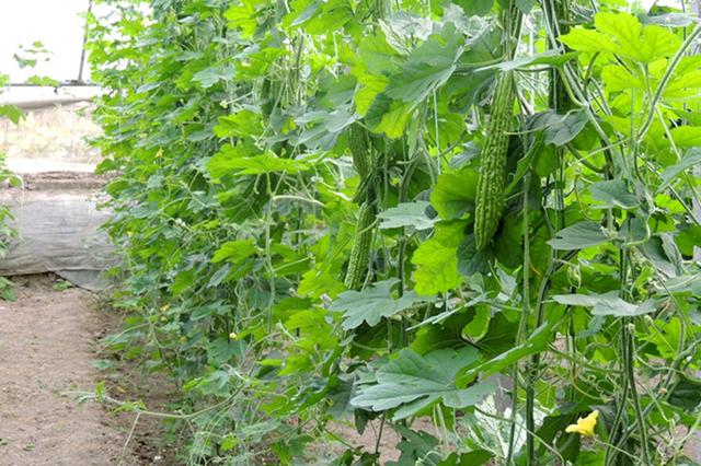 苦瓜套种生姜效益好 但要掌握栽培技术 菜农总结出经验供参考