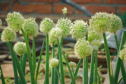 葱花 做饭用 花葱 是什么 认识园艺新宠 大花葱 葱花 做饭用 花葱 是什么 认识园艺新宠 大花葱