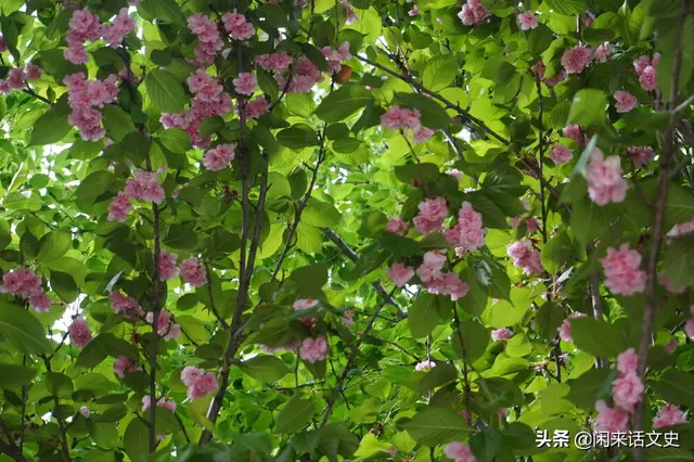 宋词中两首极为精美的《蝶恋花》，柔美婉约，深情缠绵，魅力无穷