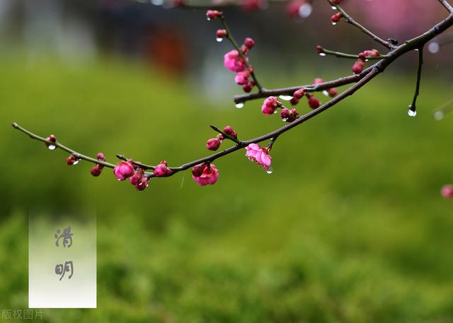 清明｜又是一年慎终怀远、赏春品诗的好时光