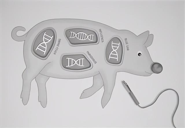 吃猪肉还能治病?美基因编辑猪首次实现食用和医疗双重用途