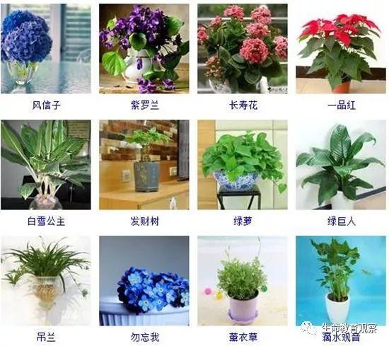 96种室内盆栽植物图片及名称 室内植物品种大全