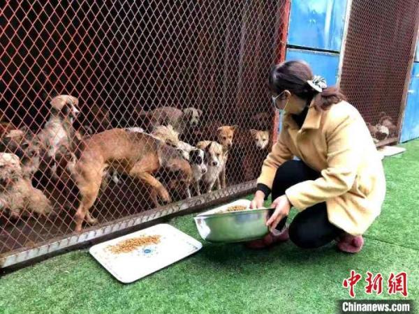 无主犬流浪犬被捕捉后如何安置？无锡官方回应