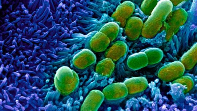 人类首次完全利用AI发现「迄今最强抗生素」,登《细胞》杂志封面