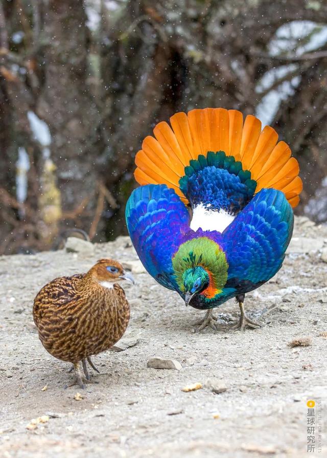 中国的鸟类,有多美?