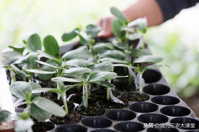 西瓜育苗期 两水一肥 方案 防虫防病出苗旺 效果好可以试试