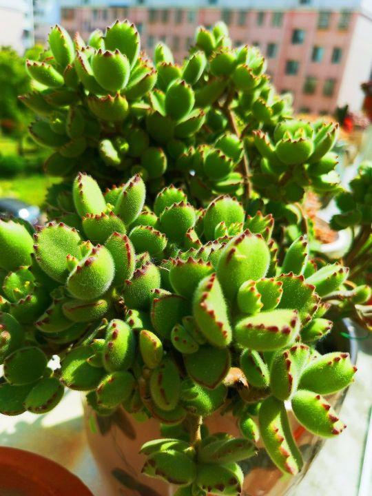 冬季熊童子变瘦 4月份做好4点后 小熊掌 胖胖