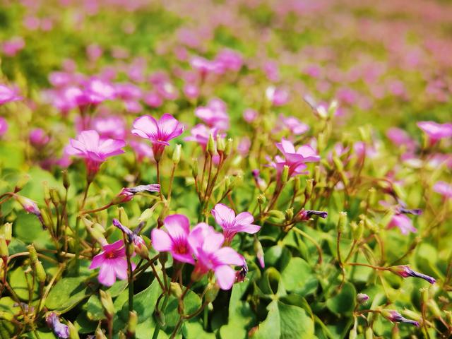 花花世界 美艳 幸运 的红花酢浆草