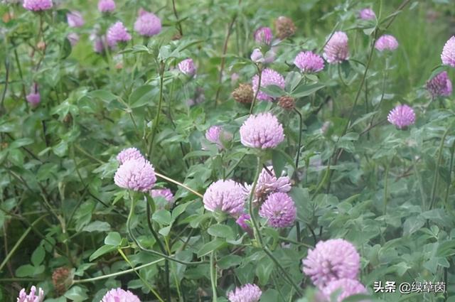 红三叶 一种神奇的草坪种子 可以作为其他植物生长的肥料