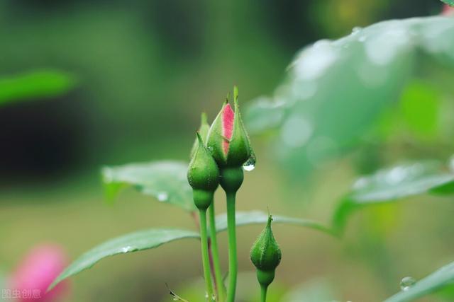 四月 梨花落 春欲晚 花事荼蘼 彼岸无期 闺中风暖