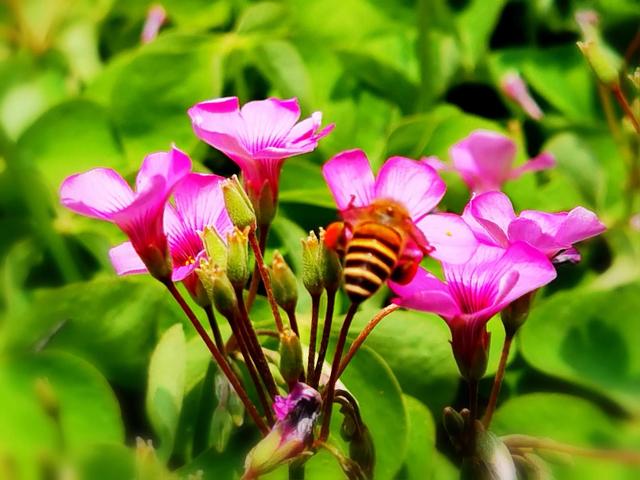 花花世界 美艳 幸运 的红花酢浆草