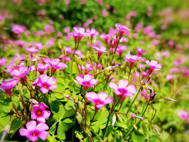 花花世界 美艳 幸运 的红花酢浆草