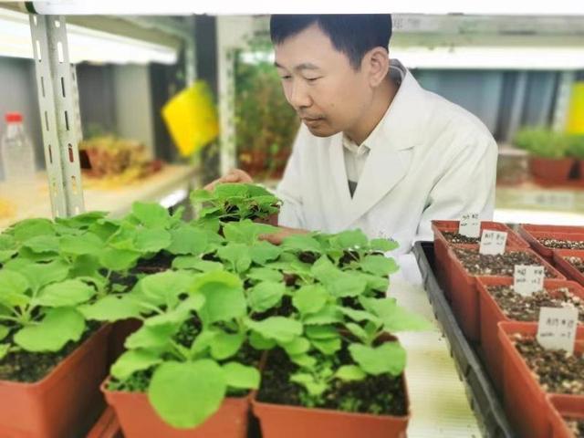 上海科学家揭开生物固氮的世纪谜题，化学氮肥或将被取代