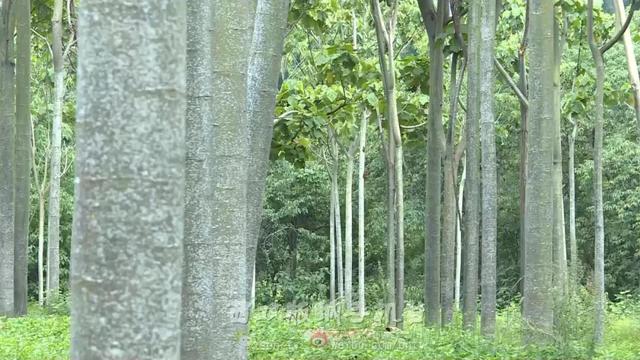 “最轻木材”在西双版纳推广种植，有望改写我国轻木依赖进口历史