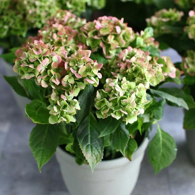 盆栽绣球花养护指南 教你如何养开花 怎么施肥和度夏