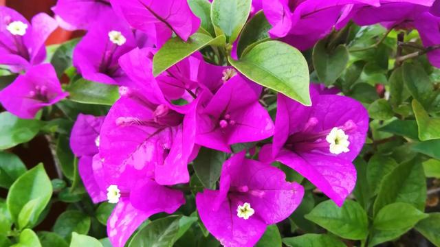 乳腺癌姐妹们，别认为你就是世上最倒霉的那一个，真的不是